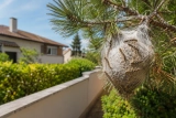 Chenilles Processionnaires chez le Voisin Que faire? Dangers